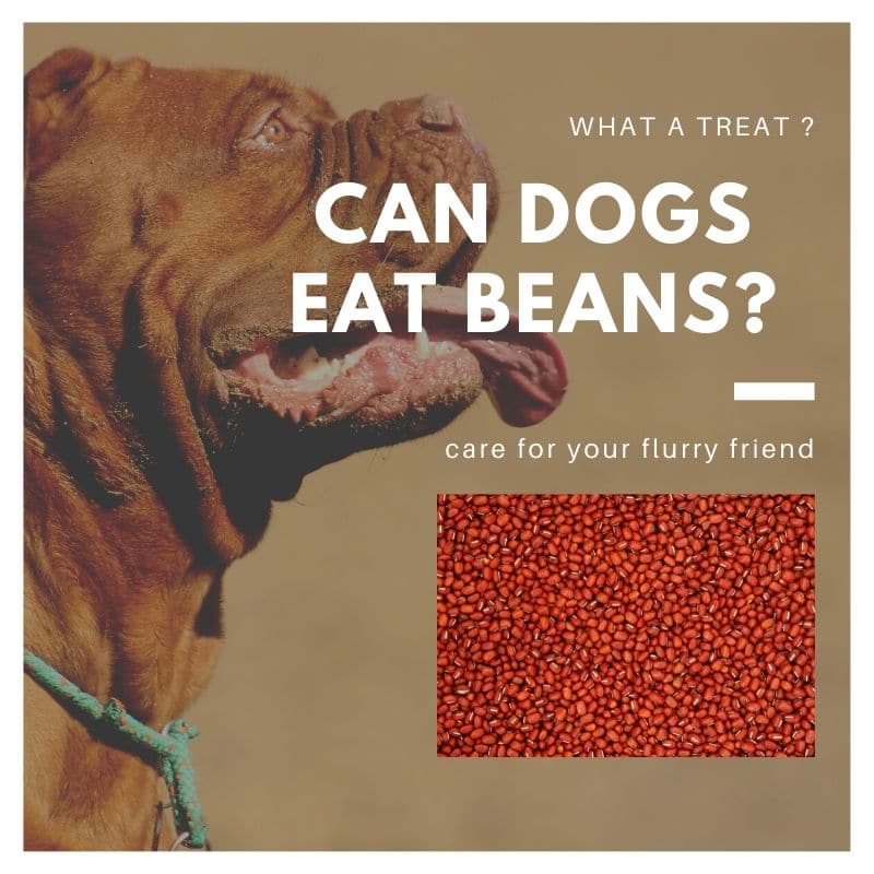 can dogs eat beans