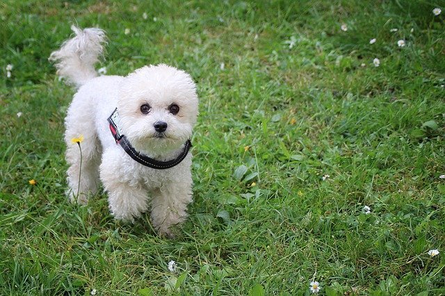 miniature Poodle - dogs that do not shed
