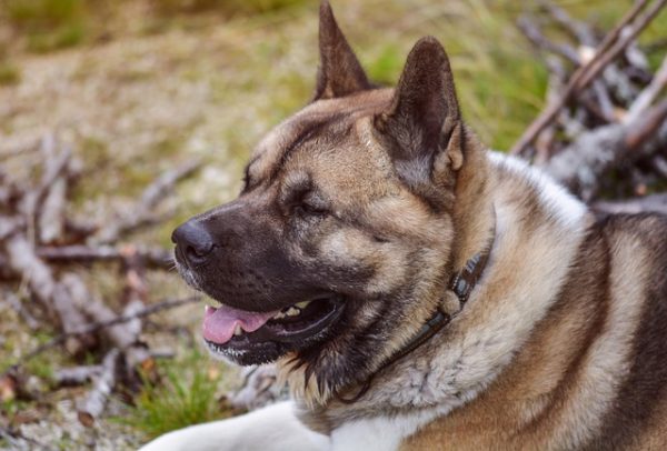5 Common Reasons why Akitas Attack Your Dogs World