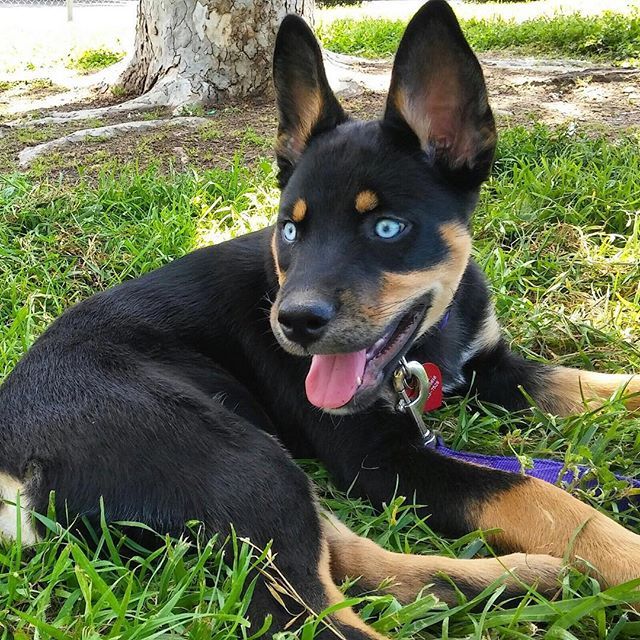 Rottweiler Husky Mix Rottsky A Complete Guide Your Dogs World