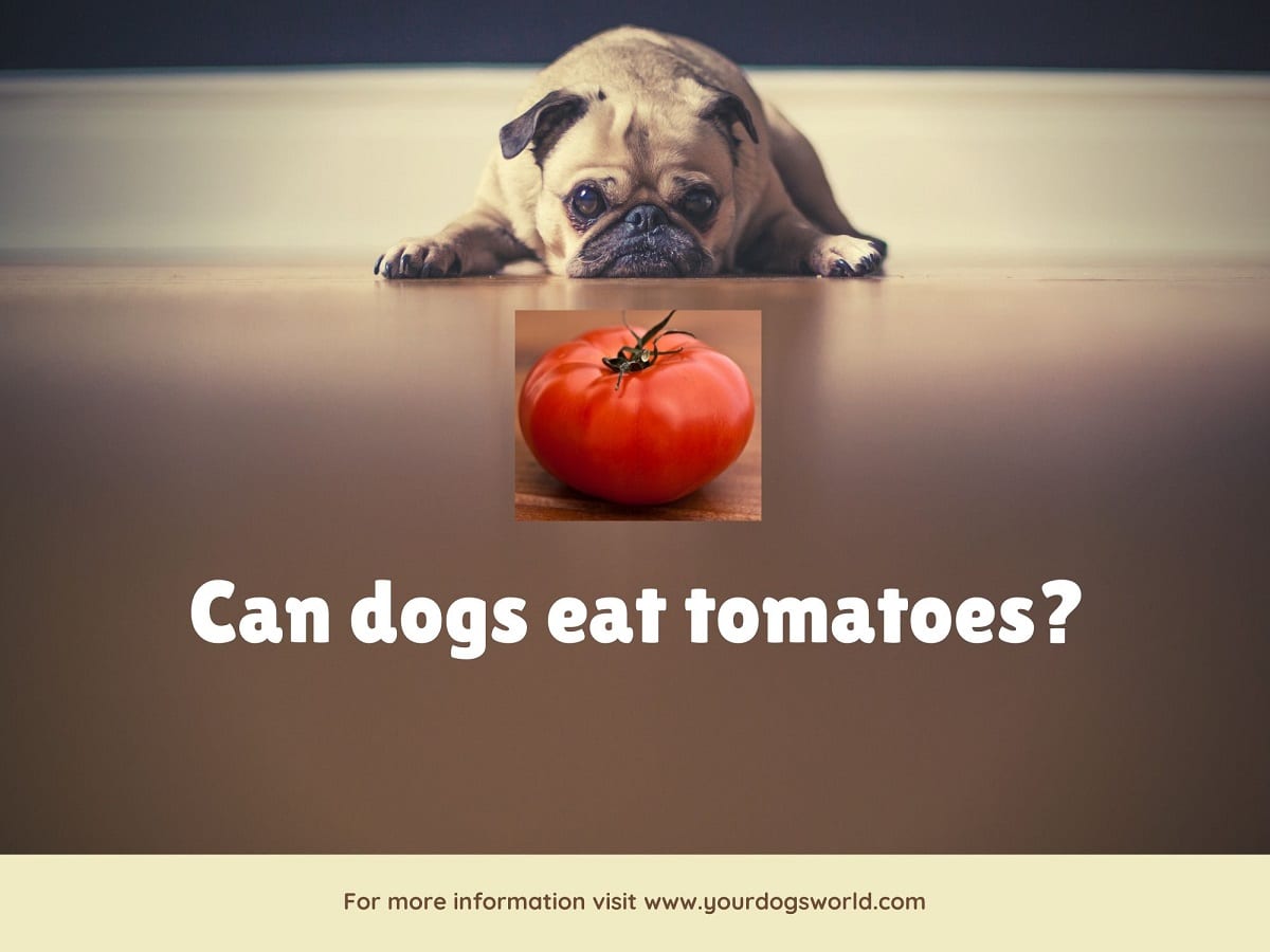 can dog eat tomato