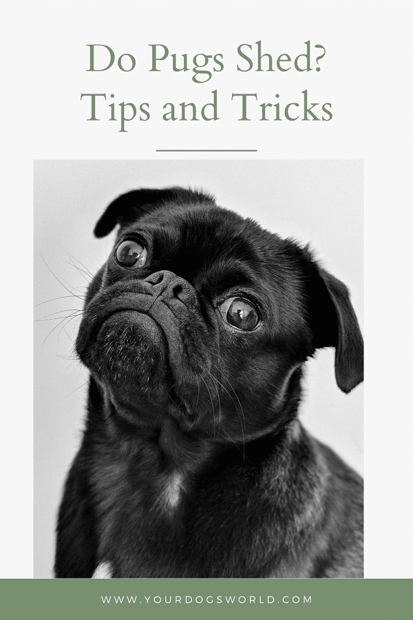 Do Pugs Shed Tips and Tricks