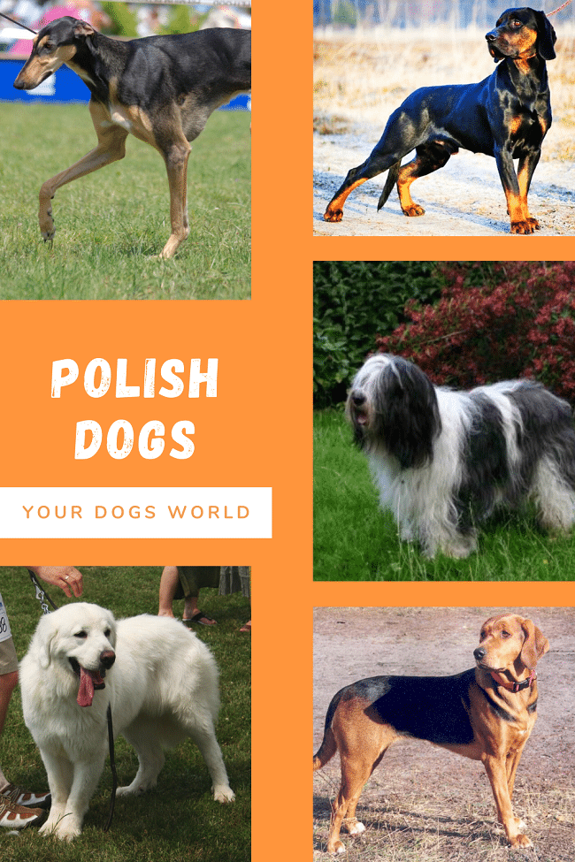 polish dogs