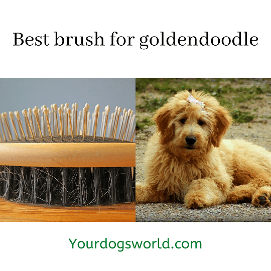 goldendoodle brush