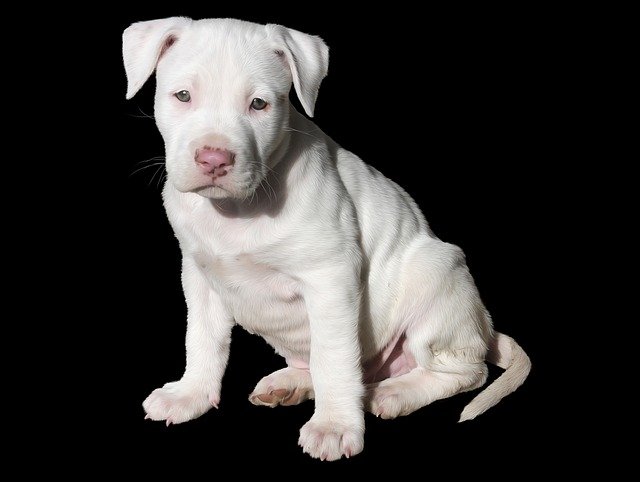 White Pitbull puppy