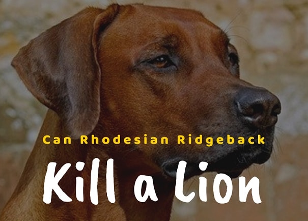 Can a Rhodesian Ridgeback kill a Lion