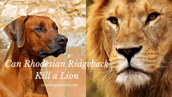 south african lion hunting dog