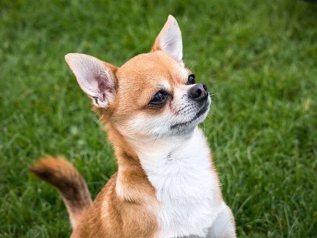 Chihuahua bark