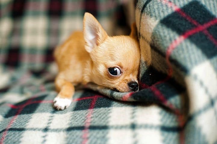 Chihuahua Illness