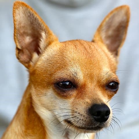 Barking Chihuahua