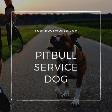 Pitbull Service dog
