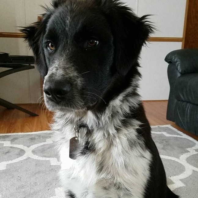 Border Collie Great Pyrenees Mix Size & Appearance