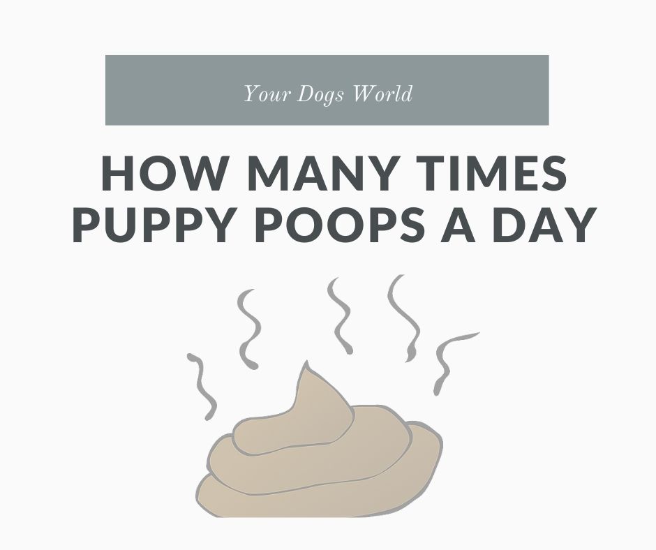How many times puppy poops a day