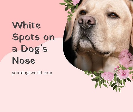 White Spots on a Dog’s Nose