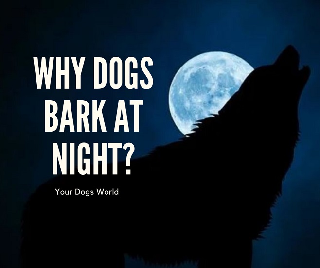 Why Dogs Bark at Night