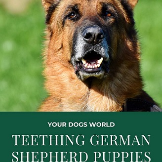 teething german shepherd puppies