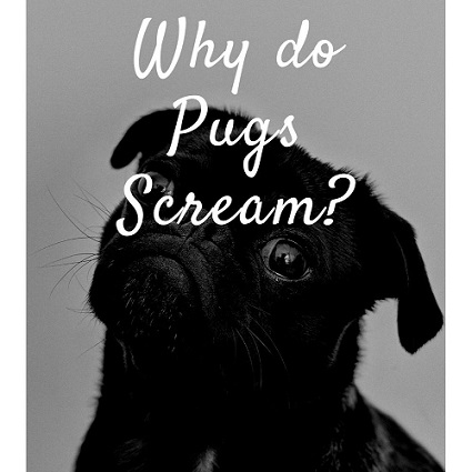 why do pugs scream
