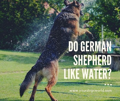 Do German Shepherd Like Water
