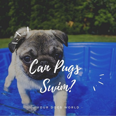 can pugs swim