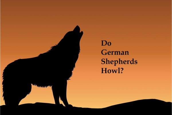 Do German Shepherds Howl? 7 Reasons For Howling