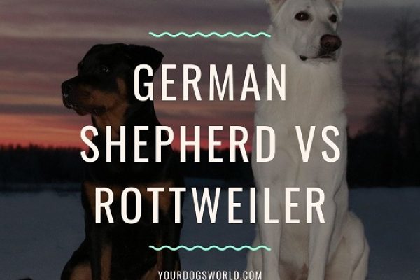 German Shepherd vs Rottweiler. Who would win?