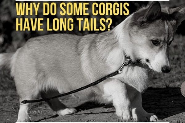 Why Do Some Corgis Have Long Tails?