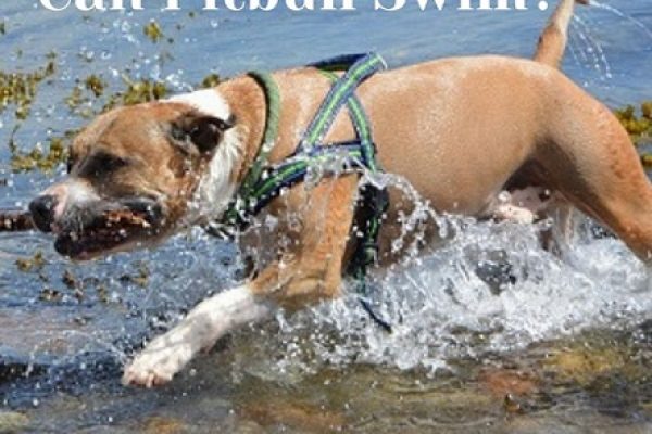 Can Pitbulls Swim?
