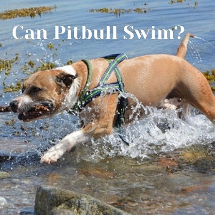 Can Pitbulls swim