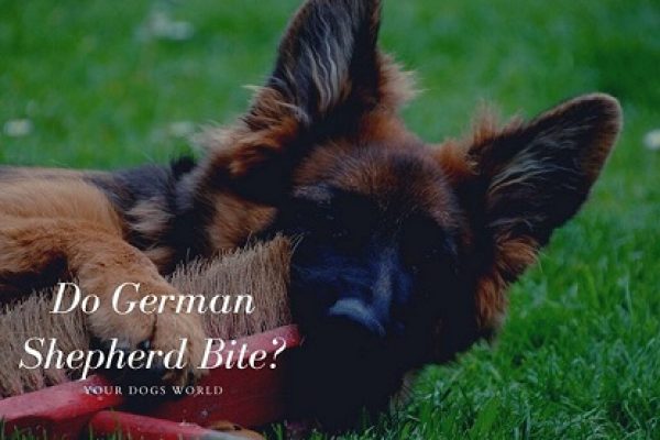 Do German Shepherd Bite? How To Stop It?