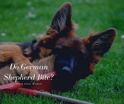 Do German Shepherd Bite