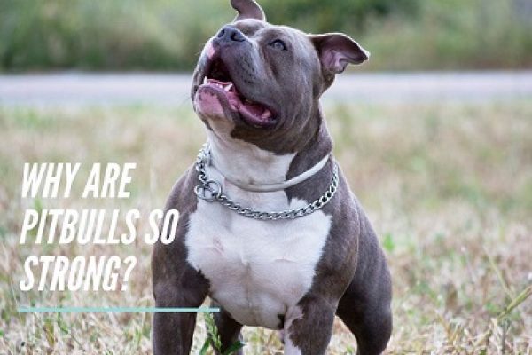 Why are Pitbulls so Strong?