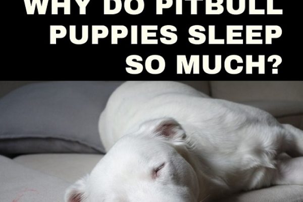 Why do Pitbull Puppies Sleep so much?