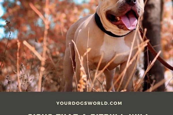 What are the signs that a Pitbull will Attack?