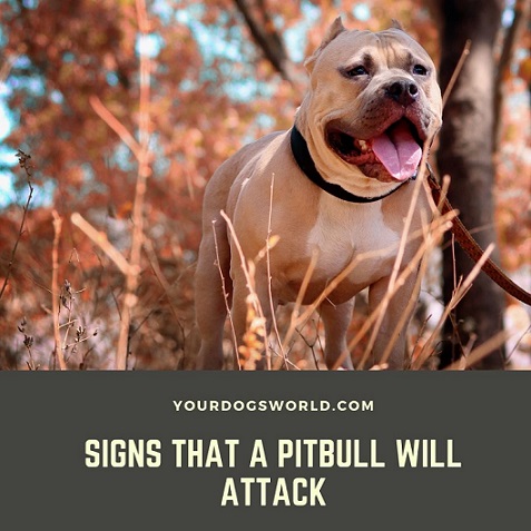 signs that a Pitbull will Attack