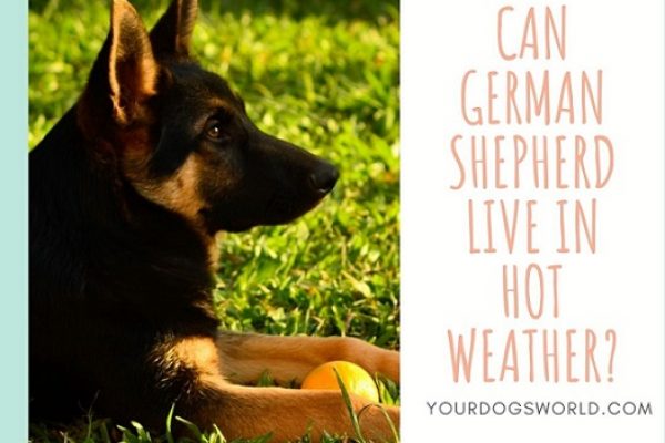 Can German Shepherd Live In Hot Weather?