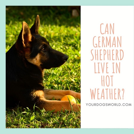 German Shepherd Live In Hot Weather