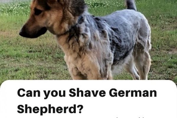 Can You Shave German Shepherd?