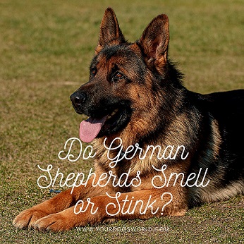 Do German Shepherds Smell or Stink?