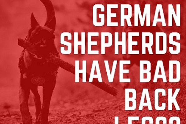 Why Do German Shepherds Have Bad Back Legs?