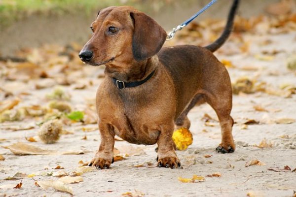 Are Dachshunds Good with Kids?